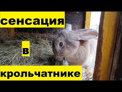 Видео: Кроль-самец который смог забеременеть!!!