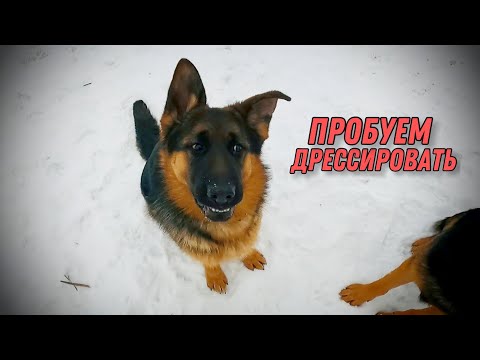 Видео: НЕПОСЛУШНАЯ НЕМЕЦКАЯ ОВЧАРКА