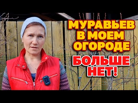 Видео: МУРАВЬИ не любят ЭТО пара КАПЕЛЬ и они уйдут СУПЕР СПОСОБ ИЗБАВИТСЯ ОТ ТЛИ БЕЗ ХИМИИ@obovsemsmarusya