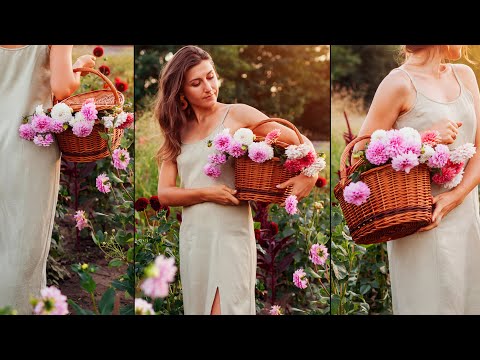 Видео: Моє осіннє жоржинове поле. Квітування нових сортів жоржин