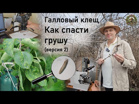 Видео: Обработка от грушевого галлового клеща весной