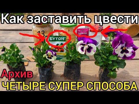 Видео: Как я заставляю цвести быстро и обильно Петунии. ЧЕТЫРЕ СУПЕР СПОСОБА + ЧЕТЫРЕ ЗОЛОТЫЕ. ❗️ИЗ АРХИВА