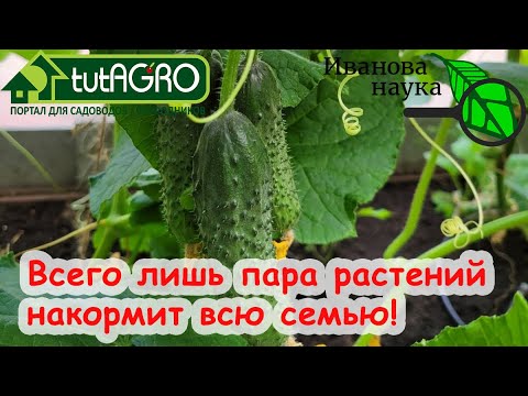 Видео: СУПЕР СПОСОБ для УРОЖАЯ ОГУРЦА! Растений МЕНЬШЕ, а урожай БОЛЬШЕ. Пара растений накормят всю семью.
