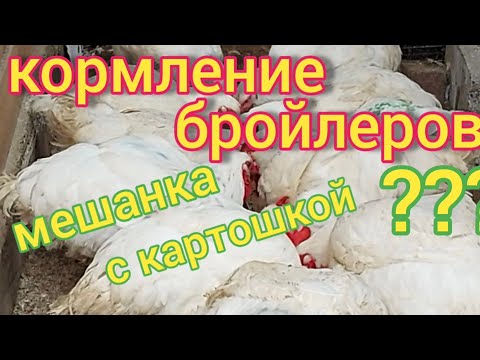 Видео: Как кормить бройлеров в домашних условиях картошкой и овощами. Мешанка с картошкой - можно или нет.