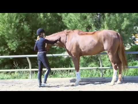 Видео: Как научить лошадь делать пиаффе в руках
