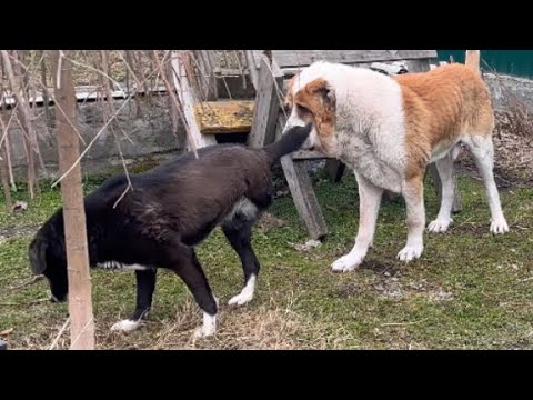 Видео: Алабай Бархан подкрался к Линдочке