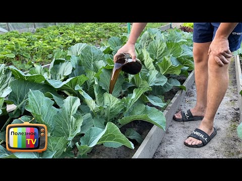Видео: Капуста завяжет крупные качаны и отреагирует мгновенным ростом после этой подкормки