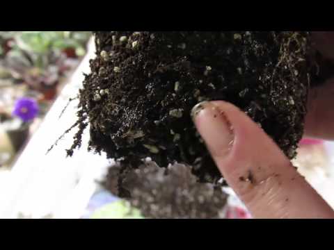 Видео: СПАСАЕМ ЗАЛИТУЮ ФИАЛКУ  СПОКОЙСТВИЕ , ТОЛЬКО СПОКОЙСТВИЕ!!