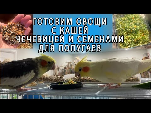 Видео: КАК ПРИГОТОВИТЬ ПОЛЕЗНУЮ ЕДУ ДЛЯ ПОПУГАЕВ | ОВОЩИ С КАШЕЙ И СЕМЕНАМИ ВКУСНАЯ ЕДА ДЛЯ ПОПУГАЕВ