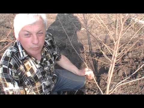 Видео: Саженцы хурмы из корней