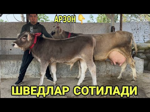 Видео: ШВЕД ОЛА 1- 2- КОРИНГА СИГИРЛАР БУГОЗЛАР СОТИЛАДИ SOTILADIGON SHIVED SIGIRLAT OLA 30 октября 2025 г.