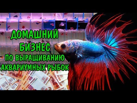 Видео: ЗАРАБОТАТЬ ДЕНЬГИ!? ДОМАШНИЙ БИЗНЕС ПО ВЫРАЩИВАНИЮ АКВАРИУМНЫХ РЫБОК.ПЕТУШКИ. BETTA