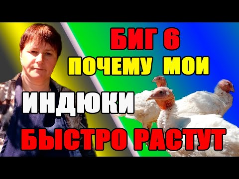 Видео: БИГ 6. Кормление и содержание бройлерных индюков.