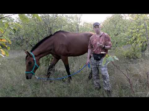 Видео: Как правильно купить лошадь