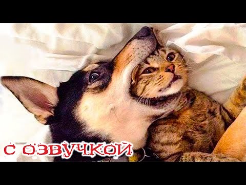 Видео: Приколы с котами! СМЕШНЫЕ ЖИВОТНЫЕ! С ОЗВУЧКОЙ! - Смешные видео с котами! ДО СЛЁЗ!