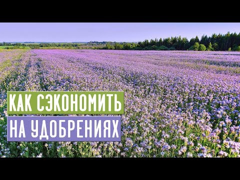 Видео: ПОГОВОРИМ О СИДЕРАТАХ 🌱 Как с помощью сидератов сэкономить на удобрениях? / Садовый гид