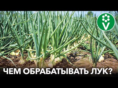 Видео: ЛУКОВАЯ МУХА ИСЧЕЗНЕТ СРАЗУ, если обработать ЛУК ЭТИМ!
