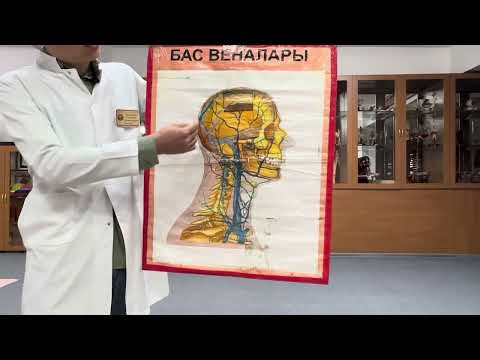 Видео: Бас және мойын веналары