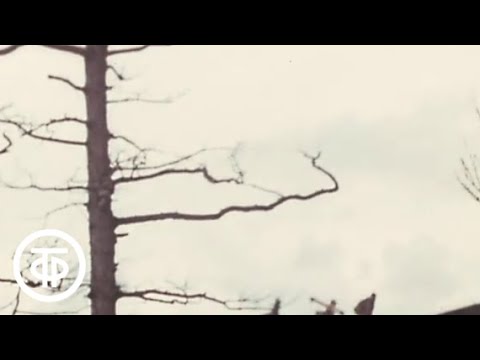Видео: Лицом к огню. О Толбачинском извержении на Камчатке (1977)