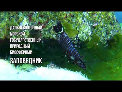Видео: Дальневосточный морской заповедник: что нужно знать?