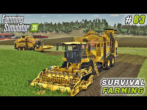 Видео: Мульчирование кукурузных стеблей и сбор красной свеклы для супа | FS 25 | Выживающее фермерство |...