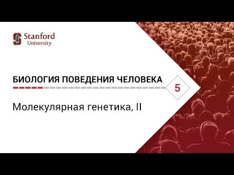 Видео: Биология поведения человека: Лекция #5. Молекулярная генетика, II [Роберт Сапольски, 2010. Стэнфорд]