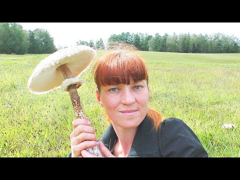 Видео: Перевірка грибних місць/Мухомор сіро рожевий, Гриб парасолька і інші/ Ч1