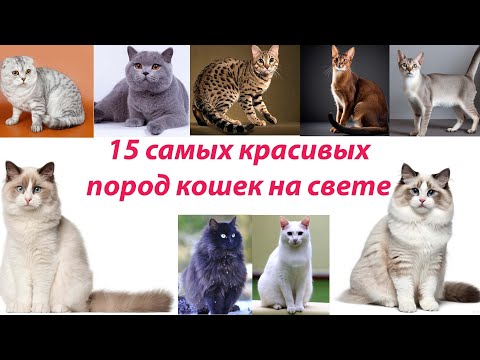 Видео: 15 самых красивых пород кошек на свете