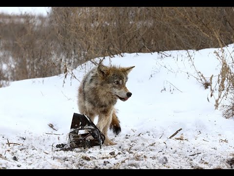 Видео: Проверка капканов на волка.(Попалась Патрикеевна)Checking traps for a wolf. (Patrikeevna got caught)