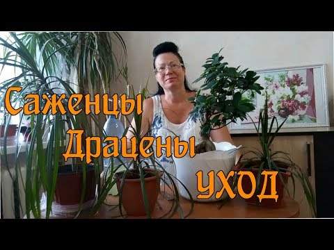 Видео: УХОД ЗА ЧЕРЕНКАМИ 2,КАК ОБРЕЗАТЬ И РАЗМНОЖИТЬ ДРАЦЕНУ.