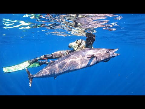 Видео: Ваху повсюду, самая большая рыба в моей жизни! Подводная охота на ваху в Техасе!