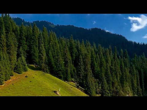 Видео: ЖОМОК. АВЛЕТИМ ЖАЙЛООСУ