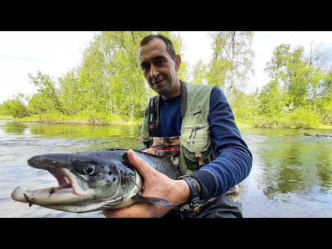 Видео: ЛУЧШАЯ БЛЕСНА на СЕМГУ. Рыбалка на Кольском полуострове. Терский берег. 4 серия.