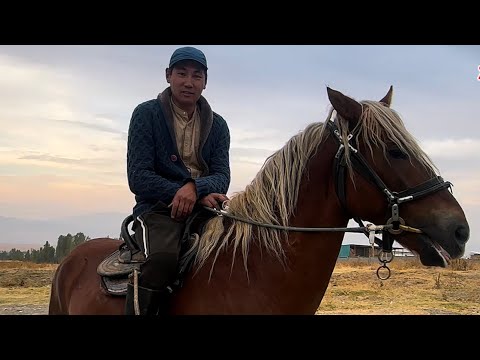 Видео: Атактуу Жылдыз Урук тел:+996-774-017-523 Вотсап:+7929-591-16-84#kyrgyzstan
