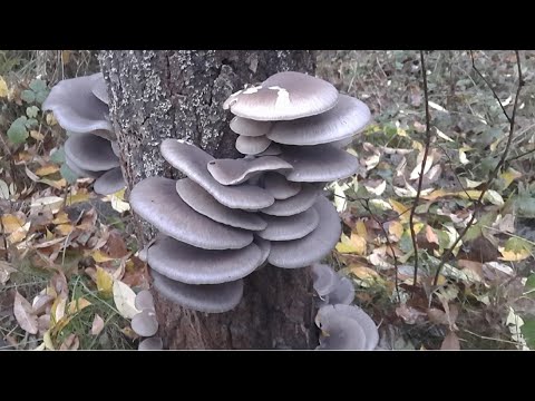 Видео: Как вырастить грибы вешенки на пнях. Часть 1 Посадка.