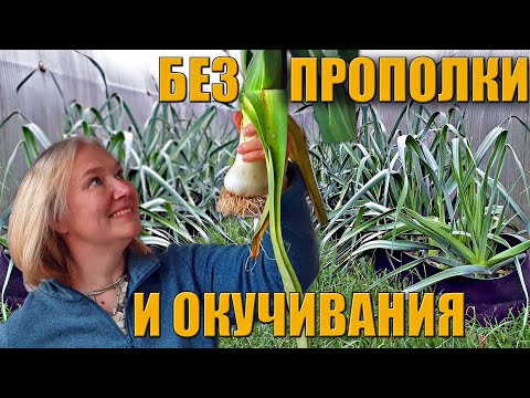 Видео: Лук-порей от семечка до уборки / Новичкам везет?