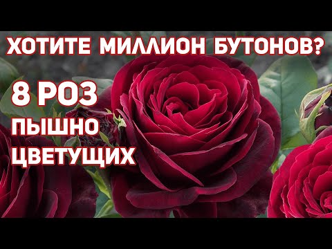 Видео: Самые лучшие розы фиолетово-бархатного цвета.Пышно и обильно цветущих весь сезон.