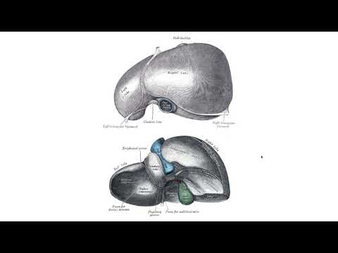 Видео: Черен дроб – Hepar (8:06) ┃teoriyata.com