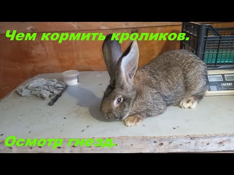 Видео: Чем кормлю кроликов.