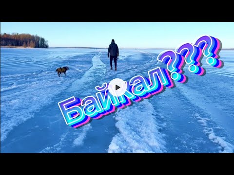 Видео: Неужели Байкал? #BullyJohn#байкал#dog  #Dogtrend#Funnydogs#американский булли#топ#americanbully