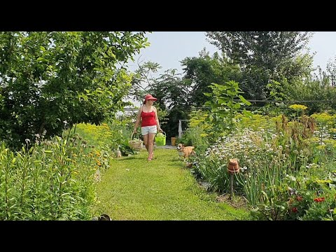 Видео: ЧТО делать с ранней КАПУСТОЙ | ОДНА в ДЕРЕВНЕ .13 ИЮНЯ
