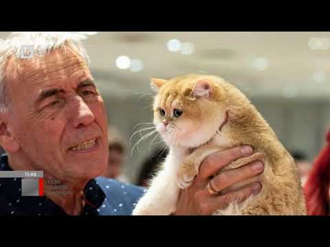 Видео: Тази събота и неделя: Лятна международна изложба за всички породи котки