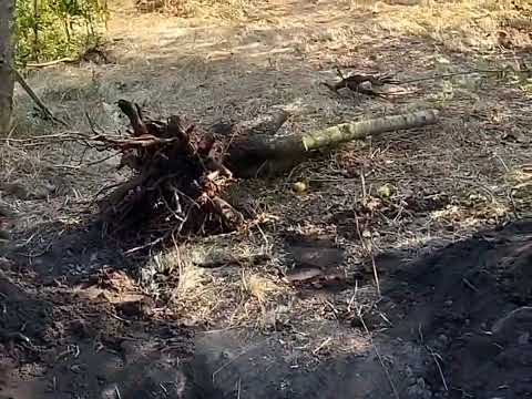 Видео: Доводимо до ладу садок. Роботи багато, але чоловік робить чуда...