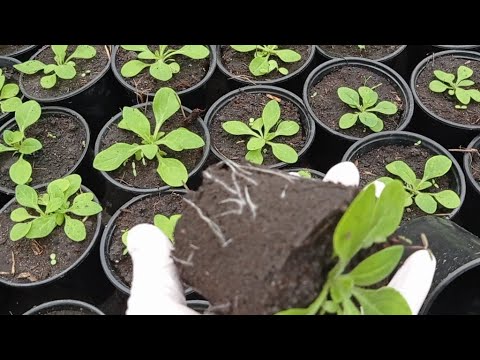 Видео: КАК СЪЭКОНОМИТЬ ДЕНЬГИ И ВЫРАСТИТЬ ОТЛИЧНУЮ РАССАДУ ПЕТУНИИ.