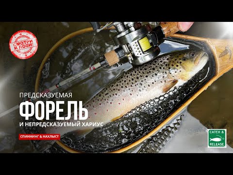 Видео: Форель и Хариус на Малой Реке! Ультралайт Спиннинг и Нахлыст в Поисках Активной Рыбы #форель