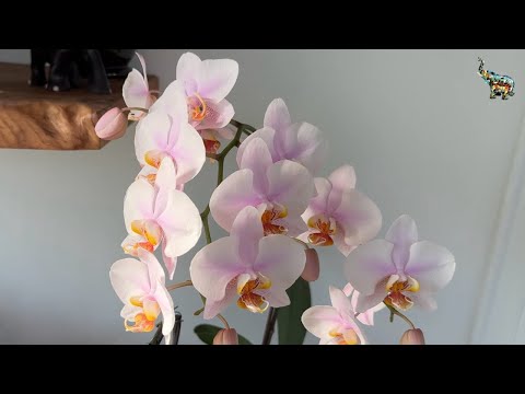 Видео: ЦВЕТЕНИЕ НОВИНКИ ПРОДАВЦЫ в орхидейном мире #phal #growingorchids #orchid #орхомания #болталка