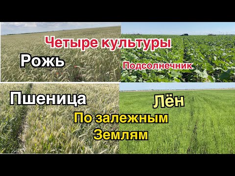 Видео: Четыре культуры по залежным землям