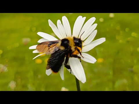 Видео: 2 этап Папоротник#орляк#засолка по ГОСТУ