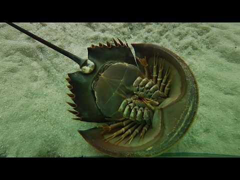 Видео: Живое ископаемое с другой планеты - МЕЧЕХВОСТ!