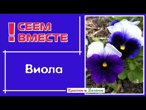 Видео: Посев виолы для начинающих. Все тонкости и нюансы.